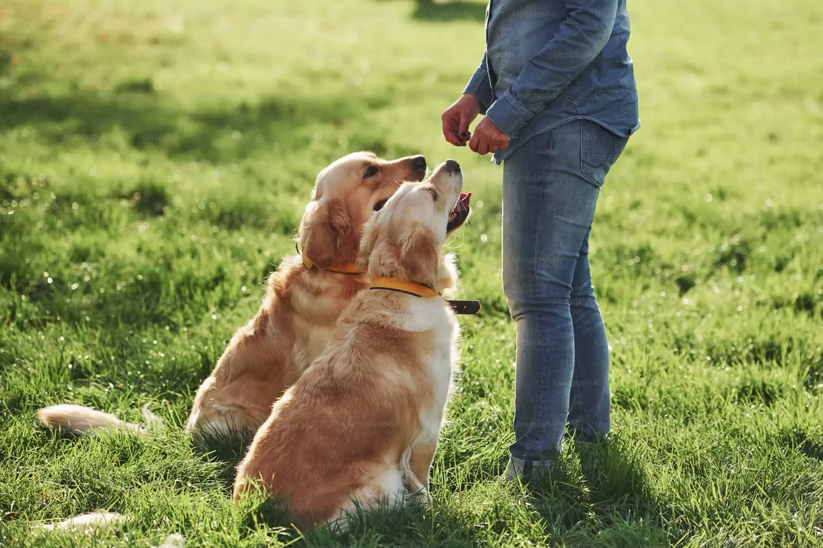 Two golden retrievers training in a field