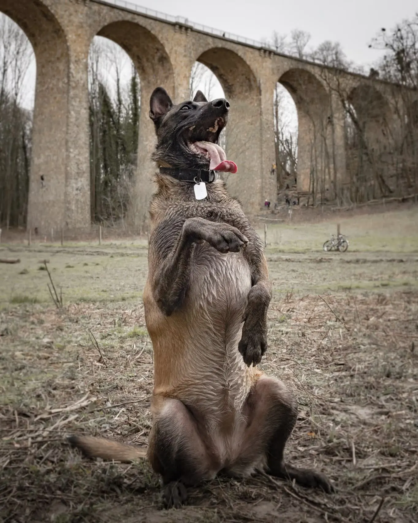 Malinois on hind legs near arched bridge
