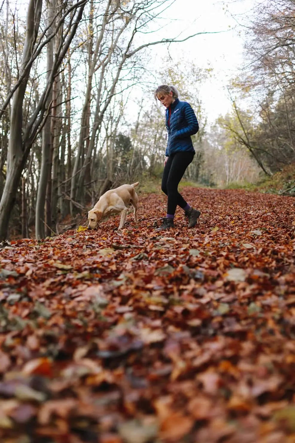 Young lab walking with handler in autumn leaves