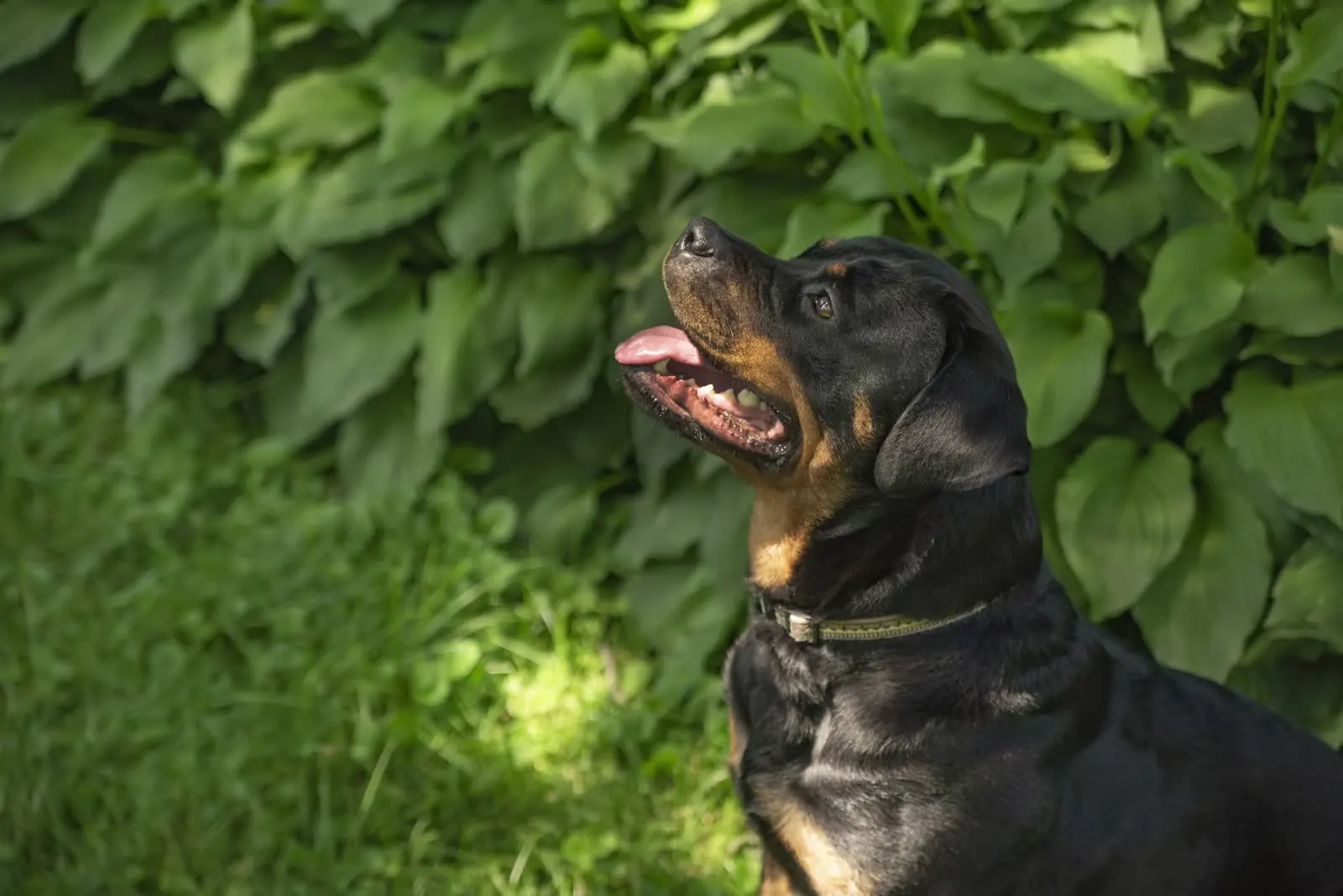 Rottweiler focused outdoors in greenery