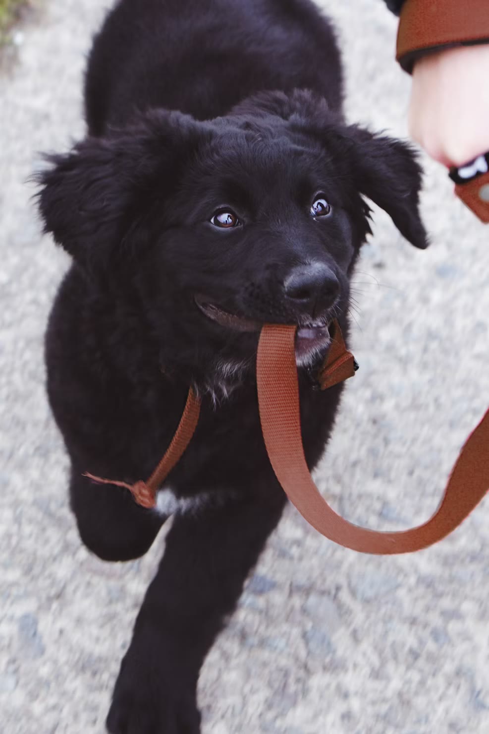 Black puppy in leash training