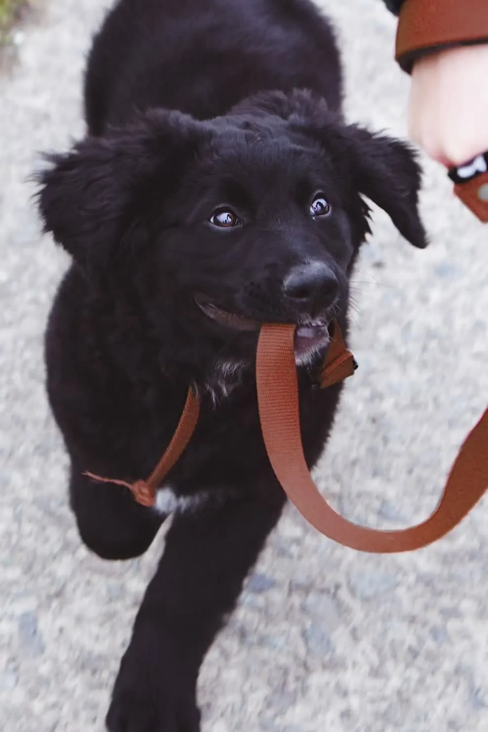 Black puppy in leash training