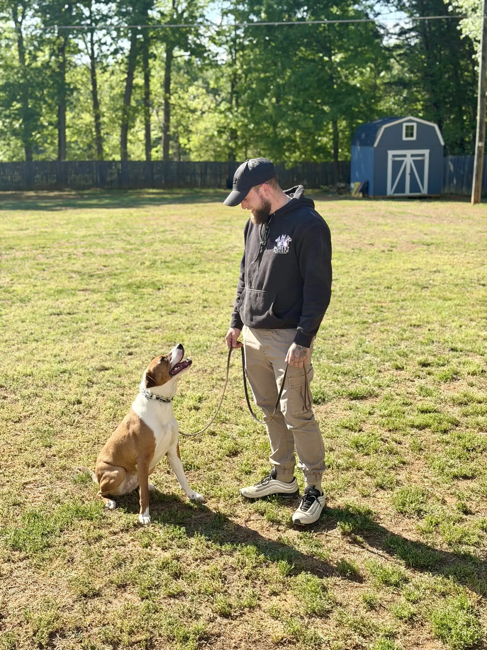 Trainer working obedience with a pit-mix in the training yard